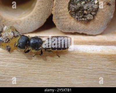 Großköpfige gepanzerte Harzbiene (Heriades truncorum) Insecta Stockfoto