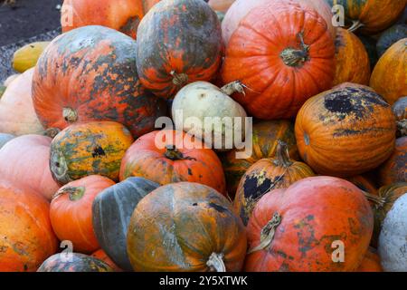 Ein Nahbild von einem Haufen Kürbisse. Die Kürbisse sind meist orange, mit ein paar grünen gemischt. Die Kürbisse haben alle verschiedene Größen und Formen Stockfoto