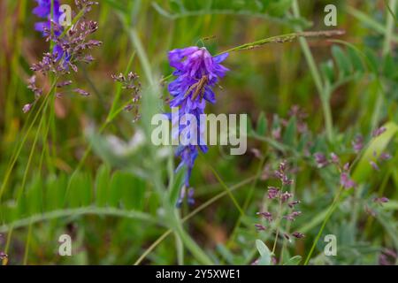 Vicia cracca violette Feldblumen aus der Leguminosenfamilie. Mäuseerbsen. Kräuterpflanze. Stockfoto