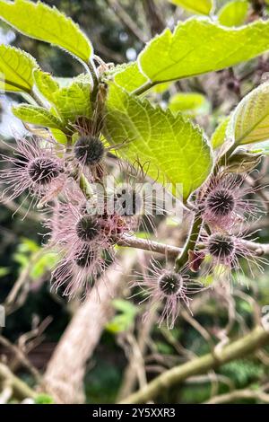 Papierkulbeere (Broussonetia papyrifera) ist eine blühende Pflanze aus der Familie der Moraceae. Sie ist in Asien beheimatet, wo sie unter anderem Taiwan, China und Ja umfasst Stockfoto