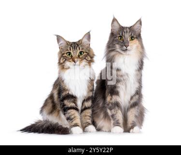 Süßes schwarzes, tabbygeblocktes norwegisches Forestcat-Kätzchen und erwachsene blaue tortie, sitzen nebeneinander. Blick auf die Kamera mit faszinierendem grünem Ei Stockfoto