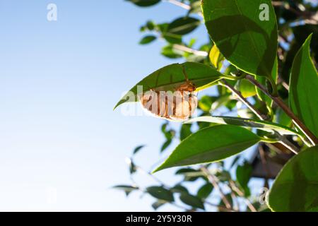 Cicada-Hülle auf einem grünen japanischen Kamelienblatt Stockfoto