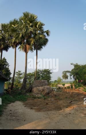 Dorfszene in Bishnubati, einer Siedlung der Santal in Sattore, Birbhum, Westbengalen, Indien. Stockfoto
