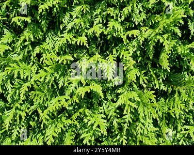 Eine große grüne Thuja-Hecke, ideal als Textur oder Hintergrund. Vielseitig einsetzbar für Garten, Sichtschutz und Landschaftsgestaltung. Stockfoto