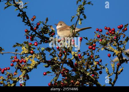 Ein gemeiner Weißdornbaum UK (Curruca communis), der in einem Weißdornbaum (Crataegus monogyna) thront. Der Baum wird im Spätsommer aufgenommen und ist mit roten Beeren bedeckt. Stockfoto