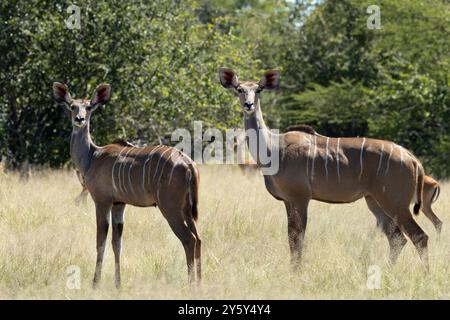 Als eines der größten Mitglieder der Antilopenfamilie, sind die Großkudu anmutige Tiere der Bushiergegebiete. Sie stöbern und leben in kleinen Gruppen Stockfoto