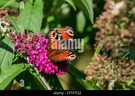 Ein Paar Peacock Butterflies UK (Aglais io), das sich an einer Buddleia (buddleja, Schmetterlingsstrauch) ernährt. Stockfoto
