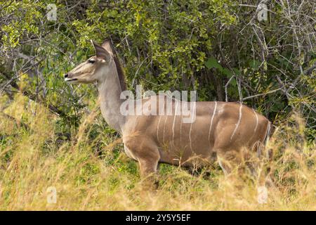 Als eines der größten Mitglieder der Antilopenfamilie, sind die Großkudu anmutige Tiere der Bushiergegebiete. Sie stöbern und leben in kleinen Gruppen Stockfoto