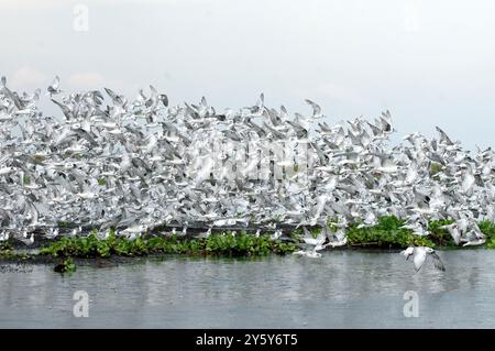 WEISSFLÜGELSEESCHWALBEN ( Chlidonias leucopterus) (WEISSFLÜGELSEESCHWALBEN) in Lutembe, Lake Victoria - Uganda Stockfoto