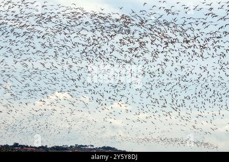 Gemischte Herde von TERN-Chlidonias leucopterus (Weißflügelige Schwarzteere) PM am Lutembe Bay Lake Victoria in Uganda. Lutembe ist ein Ramsar si Stockfoto