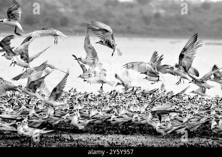 Gemischte Herde von TERN-Chlidonias leucopterus (Weißflügelige Schwarzteere) PM am Lutembe Bay Lake Victoria in Uganda. Lutembe ist ein Ramsar si Stockfoto