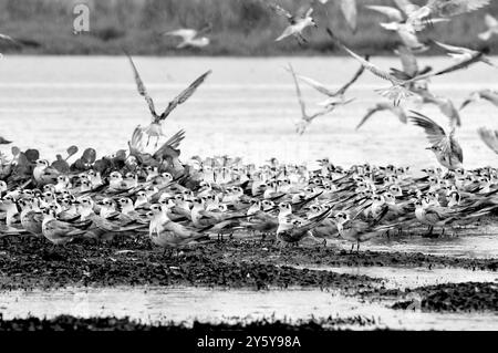 Gemischte Herde von TERN-Chlidonias leucopterus (Weißflügelige Schwarzteere) PM am Lutembe Bay Lake Victoria in Uganda. Lutembe ist ein Ramsar si Stockfoto