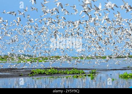 Gemischte Herde von TERN-Chlidonias leucopterus (Weißflügelige Schwarzteere) PM am Lutembe Bay Lake Victoria in Uganda. Lutembe ist ein Ramsar si Stockfoto