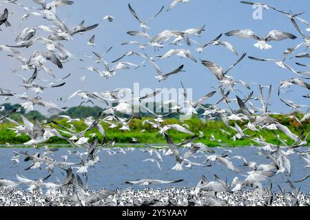 Gemischte Herde von TERN-Chlidonias leucopterus (Weißflügelige Schwarzteere) PM am Lutembe Bay Lake Victoria in Uganda. Lutembe ist ein Ramsar si Stockfoto