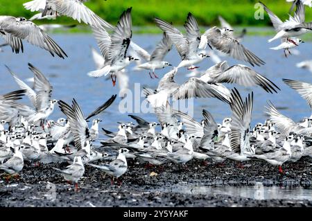 Gemischte Herde von TERN-Chlidonias leucopterus (Weißflügelige Schwarzteere) PM am Lutembe Bay Lake Victoria in Uganda. Lutembe ist ein Ramsar si Stockfoto