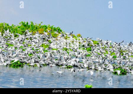 Gemischte Herde von TERN-Chlidonias leucopterus (Weißflügelige Schwarzteere) PM am Lutembe Bay Lake Victoria in Uganda. Lutembe ist ein Ramsar si Stockfoto