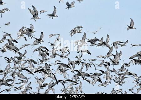 Gemischte Herde von TERN-Chlidonias leucopterus (Weißflügelige Schwarzteere) PM am Lutembe Bay Lake Victoria in Uganda. Lutembe ist ein Ramsar si Stockfoto