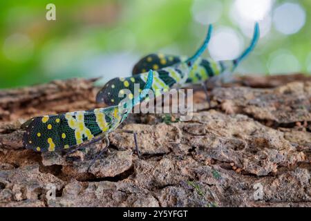 Eine Gruppe grüner Snout Lanternflies, Pyrops viridirostris, die auf einem Baumstamm stehen, Thailand Stockfoto