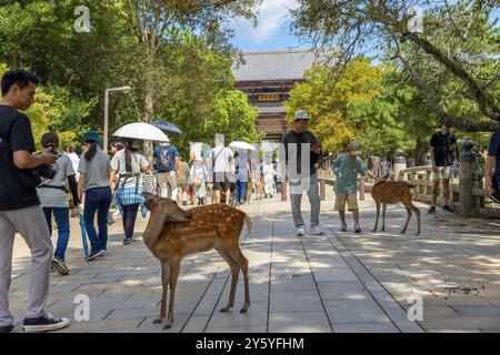 Hirsch in Nara, Japan. Stockfoto