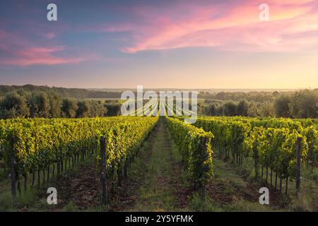 Bolgheri Vineyards Panoramablick bei Sonnenuntergang. Castagneto Carducci, Toskana, Italien Stockfoto