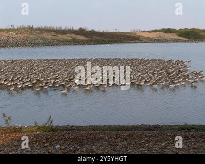 Red Node, Calidris canutus, große Herde auf dem Wasser, Norfolk, September 2024 Stockfoto