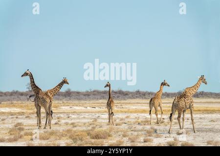 Giraffen-Herde im Etosha-Nationalpark, Namibia, Afrika Stockfoto