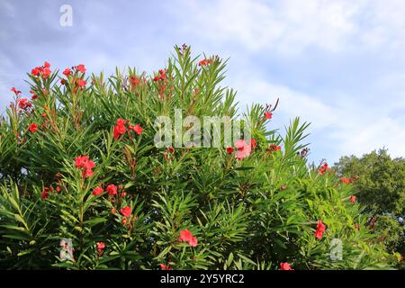 Blick im Freien auf rosa rote Nerium Oleander Pflanze, Apocynaceae Familie. Muster schmaler lanzettgrüner Blätter und bunter Blüten, die in Clustern wachsen Stockfoto