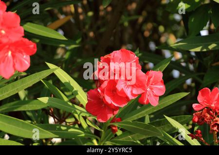 Blick im Freien auf rosa rote Nerium Oleander Pflanze, Apocynaceae Familie. Muster schmaler lanzettgrüner Blätter und bunter Blüten, die in Clustern wachsen Stockfoto