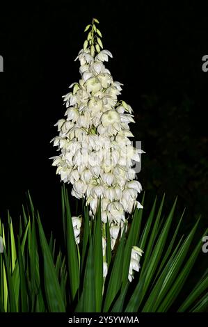 Blühende Adams Nadel und Faden oder gewöhnliche Yucca (Yucca filamentosa) Griechenland. Mediterraner Sommer Hintergrund. Weiße isolierte Zierblumen. Stockfoto