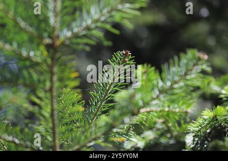 Nahaufnahme von Tannennadeln Stockfoto