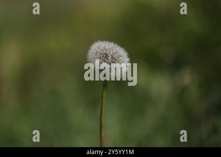 Weiße Löwenzahn auf der Wiese Stockfoto