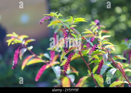 Nahaufnahme der amerikanischen Pokeweed-Pflanze (Phytolacca americana) Stockfoto