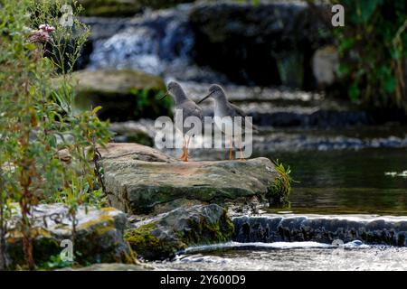 Ein Paar Rotschanks-Tringa Totanus. Stockfoto