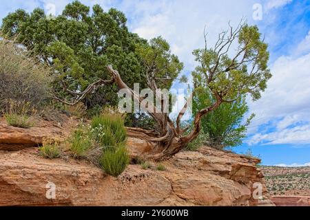 Der alte verdrehte wacholderbaum, der sich an der Sandsteinklippe des Colorado National Monument festhält Stockfoto