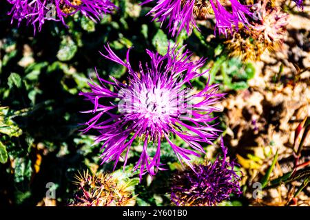 Rosa Blüten stehen in einem desrt grüner Hintergrund Stockfoto