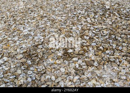 Whitstable, Kent, England, Großbritannien. Riesiger Haufen leerer Austernschalen am Strand Stockfoto