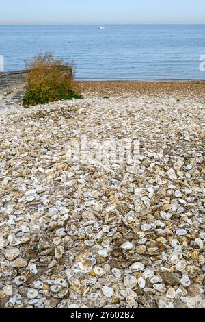 Whitstable, Kent, England, Großbritannien. Riesiger Haufen leerer Austernschalen am Strand Stockfoto