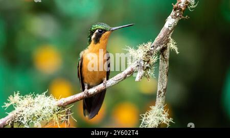 Nahaufnahme eines Weiblichen Weißen-Kehlvogels, der auf einem moosigen Zweig thront, Panama. Hintergrund ist florales Bokeh. Stockfoto