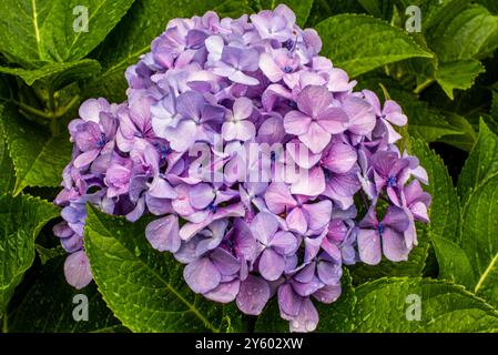 Nahaufnahme der Hortensie arborescens im Norden von Madeira Portugal Stockfoto