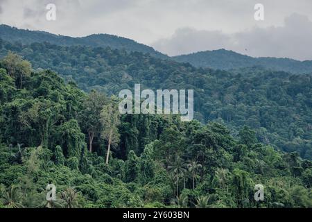 Grüner und dichter Dschungel bedeckt die Hügel der Insel Tioman in Malaysia Stockfoto