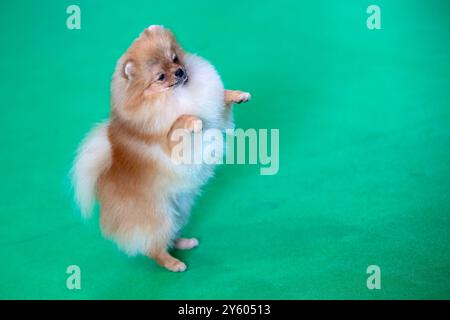 Süßer kleiner flauschiger Pommerscher Hund, der auf seinen Hinterbeinen steht Stockfoto
