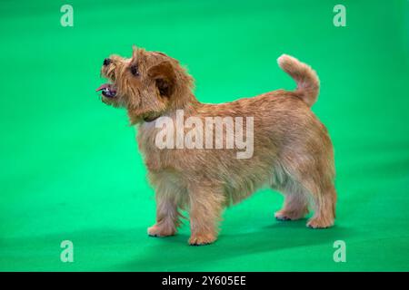 Norfolk Terrier Hund auf grünem Hintergrund Stockfoto