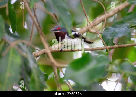 Braunhaltiges Wattle-Eye-weibliches Uganda Stockfoto