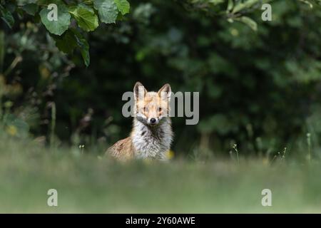 Rotfuchs zwischen Licht und Schatten Stockfoto