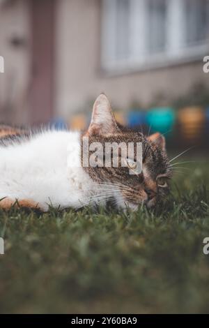 Entspannte Calico-Katze, die sich in der Sonne auf einem grasbewachsenen Rasen sonnt, bietet einen ruhigen und zufriedenen Ausdruck mit leuchtenden Farben, die sich von einem üppigen Grün abheben Stockfoto