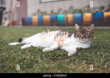 Entspannte Calico-Katze, die sich in der Sonne auf einem grasbewachsenen Rasen sonnt, bietet einen ruhigen und zufriedenen Ausdruck mit leuchtenden Farben, die sich von einem üppigen Grün abheben Stockfoto