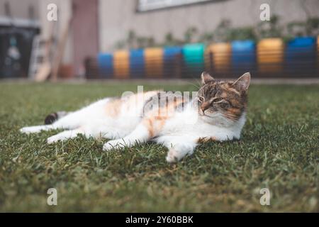 Entspannte Calico-Katze, die sich in der Sonne auf einem grasbewachsenen Rasen sonnt, bietet einen ruhigen und zufriedenen Ausdruck mit leuchtenden Farben, die sich von einem üppigen Grün abheben Stockfoto