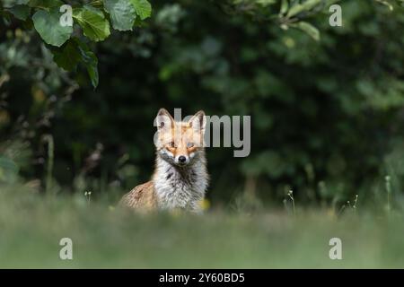 Rotfuchs zwischen Licht und Schatten Stockfoto