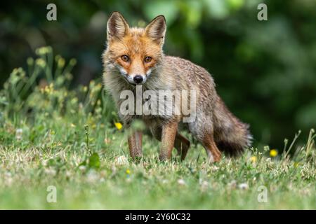 Rotfuchs zwischen Licht und Schatten Stockfoto