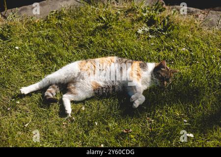 Die Calico-Katze genießt ein faules Mittagsschlafchen, das sich unter der Sonne auf üppigem grünem Gras ausdehnt. Perfekt für Tierliebhaber, die ruhige Momente im Freien suchen Stockfoto